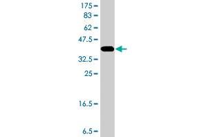 Western Blot detection against Immunogen (37 KDa) . (NEK6 antibody  (AA 1-100))