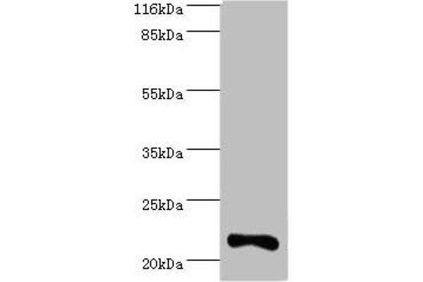 IFNA1 antibody  (AA 24-189)