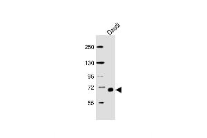 Lane 1: Daudi Cell lysates, probed with RELB (1684CT450. (RELB antibody)