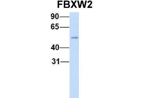 Host:  Rabbit  Target Name:  FBXW2  Sample Type:  Human Fetal Heart  Antibody Dilution:  1. (FBXW2 antibody  (Middle Region))