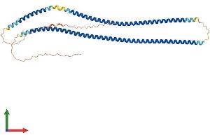 AlphaFold protein structure predicition of Mouse Recombinant Krt33a Protein, UniprotID Q8K0Y2 (Keratin 33A Protein (KRT33A) (AA 1-404) (His tag))
