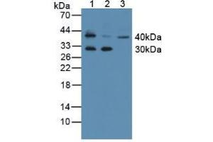Western blot analysis of (1) Mouse Thymus Tissue, (2) Mouse Skin Tissue and (3) Human K562 Cells.