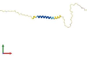 AlphaFold protein structure predicition of Human Recombinant C1orf210 Protein, UniprotID Q8IVY1 (C1ORF210 Protein (AA 1-113) (His tag))