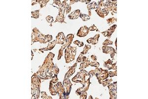 Immunohistochemical analysis of paraffin-embedded human placenta tissue using (ABIN1881403 and ABIN2838826) performed on the Leica® BOND RXm. (Hemoglobin, epsilon 1 (HBe1) (AA 55-83) antibody)
