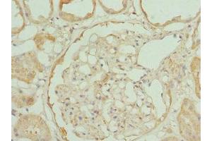 Immunohistochemistry of paraffin-embedded human kidney tissue using ABIN7166332 at dilution of 1:100 (RP2 antibody  (AA 1-350))