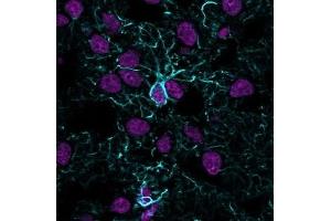 Immunofluorescence Analysis of methanol-fixed human cerebral cortex cryosection stained with CF405S Recombinant Rabbit Anti-GFAP (ASTRO/1974R) (blue) and CF647 Monoclonal Mouse Anti-Histone H1 (HH1/957) (magenta). (Recombinant GFAP antibody)