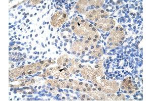 RNASEH2A antibody was used for immunohistochemistry at a concentration of 4-8 ug/ml to stain Epithelial cells of renal tubule (arrows) in Human Kidney. (RNASEH2A antibody  (Middle Region))
