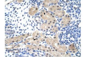 RNASEH2A antibody was used for immunohistochemistry at a concentration of 4-8 ug/ml to stain Epithelial cells of renal tubule (arrows) in Human Kidney.