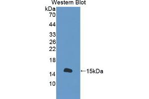 S100A16 anticorps  (AA 1-97)