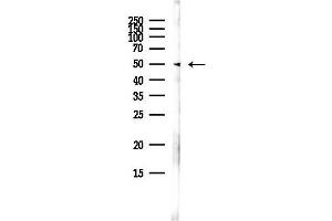 anti-Dopamine Receptor D1 (DRD1) (N-Term) antibody