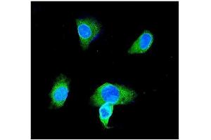 IF analysis of GST3/GST pi using anti-GST3/GST pi antibody (ABIN3042437). (GSTP1 antibody  (AA 2-210))