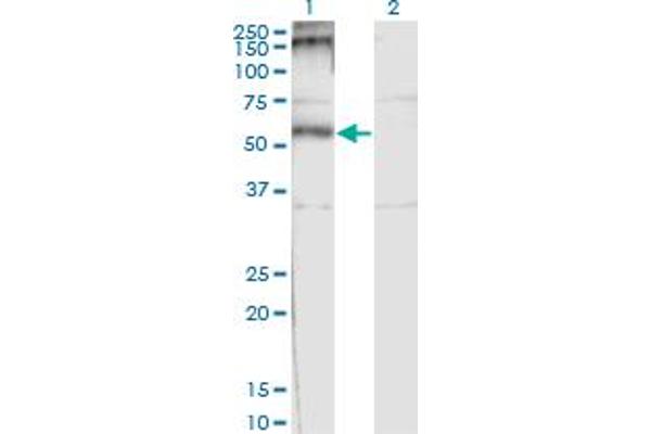 CHRND anticorps  (AA 24-130)