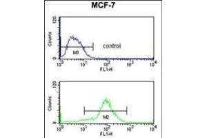 HCCA2 Antibody (N-term) (ABIN653299 and ABIN2842801) flow cytometry analysis of MCF-7 cells (bottom histogram) compared to a negative control cell (top histogram). (MOB2 antibody  (N-Term))