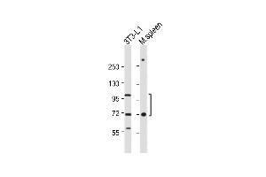 All lanes : Anti-CD36 Antibody (Center) at 1:1000 dilution Lane 1: 3T3-L1 whole cell lysate Lane 2: Mouse spleen whole tissue lysate Lysates/proteins at 20 μg per lane. (CD36 antibody  (AA 213-242))