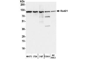 anti-RAD21 Homolog (RAD21) (C-Term) antibody