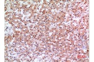 Immunohistochemistry (IHC) analysis of paraffin-embedded Human Liver, antibody was diluted at 1:100. (INHBE antibody  (C-Term))