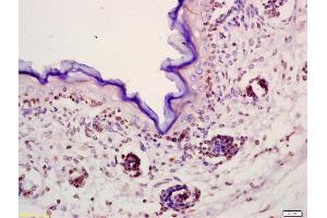 Formalin-fixed and paraffin embedded mouse embryo labeled with Anti-FGF23 Polyclonal Antibody, Unconjugated (ABIN714461) at 1:200 followed by conjugation to the secondary antibody and DAB staining (FGF23 antibody  (AA 21-120))