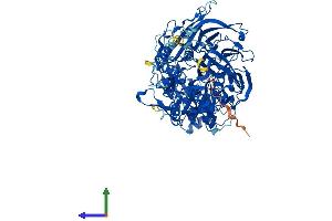 AlphaFold protein structure predicition of Mouse Recombinant Dpp9 Protein, UniprotID Q8BVG4