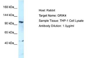Host: Rabbit Target Name: GRIK4 Sample Type: THP-1 Whole Cell lysates Antibody Dilution: 1. (GRIK4 antibody  (C-Term))