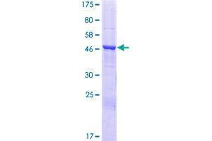 Tetratricopeptide Repeat Domain 39A (TTC39A) (AA 1-221) protein (GST tag)