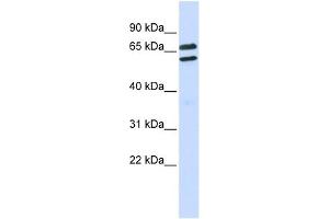 TRIML1 antibody used at 1 ug/ml to detect target protein.