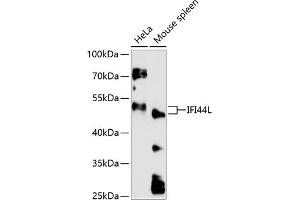 Western blot analysis of extracts of various cell lines, using IFI44L antibody (ABIN6130508, ABIN6142170, ABIN6142171 and ABIN6217125) at 1:3000 dilution. (IFI44L antibody  (AA 1-200))