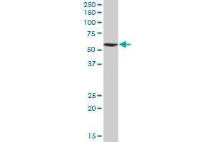 RNF168 MaxPab rabbit polyclonal antibody. (RNF168 antibody  (AA 1-571))