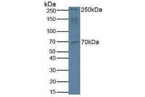 Western blot analysis of Human HeLa cells. (MTOR antibody  (AA 2226-2488))