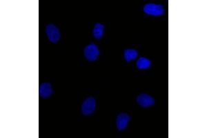 Confocal Immunofluorescent analysis of SK-OV-3 cells using CF488-labeled Isotype Control Mouse Monoclonal Antibody IgG1-(Green). (EpCAM antibody  (N-Term) (CF®488A))