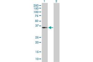 Western Blot analysis of CENPH expression in transfected 293T cell line by CENPH MaxPab polyclonal antibody.