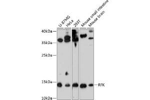 Western blot analysis of extracts of various cell lines, using RFK antibody (ABIN6128627, ABIN6146889, ABIN6146890 and ABIN6224905) at 1:3000 dilution. (Riboflavin Kinase antibody  (AA 1-155))