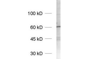 dilution: 1 : 1000, sample: synaptic vesicle fraction of rat brain (LP2) (SYN2 antibody  (AA 440-458))