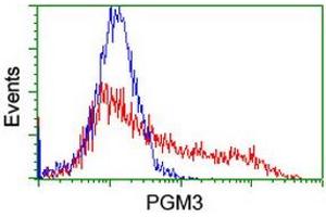 HEK293T cells transfected with either RC201522 overexpress plasmid (Red) or empty vector control plasmid (Blue) were immunostained by anti-PGM3 antibody (ABIN2455901), and then analyzed by flow cytometry. (Phosphoglucomutase 3 antibody)