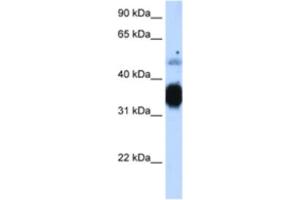 Western Blotting (WB) image for anti-Fast Skeletal Troponin T (TNNT3) antibody (ABIN2463422) (TNNT3 antibody)
