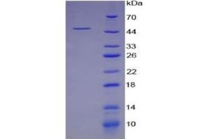 SDS-PAGE of Protein Standard from the Kit (Highly purified E. (GOT1 ELISA Kit)