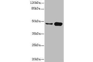 Western blot All lanes: CSNK1G2 antibody at 4. (Casein Kinase 1 gamma 2 antibody  (Isoform gamma 2))