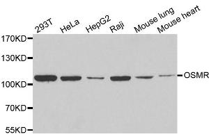 Western blot analysis of extracts of various cell lines, using OSMR antibody. (Oncostatin M Receptor antibody)