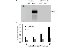 Activity Assay (AcA) image for FBJ Murine Osteosarcoma Viral Oncogene Homolog B (FOSB) ELISA Kit (ABIN5526694)