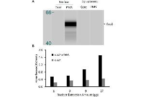 Transcription factor assay of fosB from nuclear extracts of K562 cells or K562 cells treated with PMA (50 ng/ml) for 3 hr.