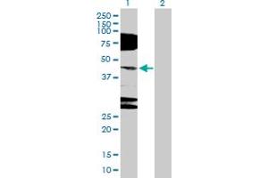 Western Blot analysis of NR2E1 expression in transfected 293T cell line by NR2E1 MaxPab polyclonal antibody. (NR2E1 antibody  (AA 1-385))