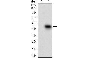 Western blot analysis using SSTR3 mAb against HEK293 (1) and SSTR3 (AA: 1-43)-hIgGFc transfected HEK293 (2) cell lysate.