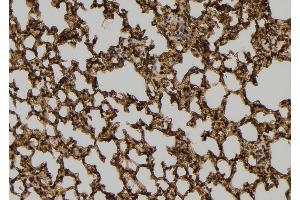 ABIN6277576 at 1/100 staining Mouse lung tissue by IHC-P.