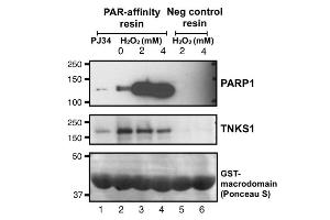 Western blot of Poly-ADP-ribosylated PARP1 and TNKS1 in MDCK cells using PAR-affinity resins. (Poly-ADP-ribose Affinity Resin Set)