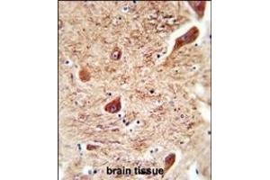 CORO7 antibody (N-term) (ABIN654722 and ABIN2844411) immunohistochemistry analysis in formalin fixed and paraffin embedded human brain tissue followed by peroxidase conjugation of the secondary antibody and DAB staining. (Coronin 7 antibody  (N-Term))
