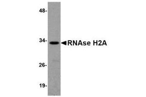 Image no. 1 for anti-Ribonuclease H2, Subunit A (RNASEH2A) (Internal Region) antibody (ABIN341722) (RNASEH2A antibody  (Internal Region))