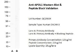 Host: Rabbit Target Name: APOL1 Sample Type: Human OVCAR-3  Lane A: Primary Antibody  Lane B: Primary Antibody + Blocking Peptide  Primary Antibody Concentration: 1. (APOL1 antibody  (N-Term))