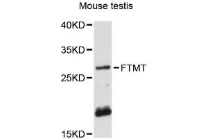 Western blot analysis of extracts of mouse testis, using FTMT antibody (ABIN6293135) at 1:3000 dilution. (Ferritin Mitochondrial antibody)
