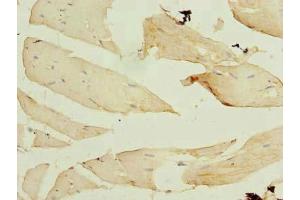 Immunohistochemistry of paraffin-embedded human skeletal muscle tissue using ABIN7152429 at dilution of 1:100 (F-Box Protein 3 antibody  (AA 201-500))