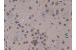Used in DAB staining on fromalin fixed paraffin- embedded kidney tissue (HSD17B12 antibody  (AA 1-312))