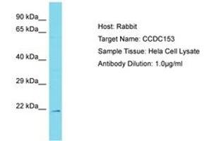 Image no. 1 for anti-Coiled-Coil Domain Containing 153 (CCDC153) (AA 89-138) antibody (ABIN6750785) (CCDC153 antibody  (AA 89-138))